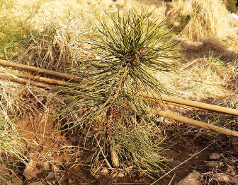 A bareroot Scots pine sapling awaits a tree guard.